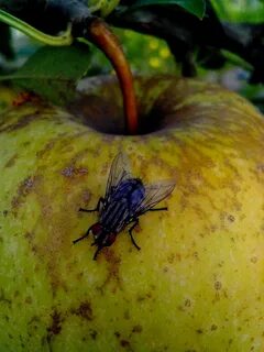 Apple fly