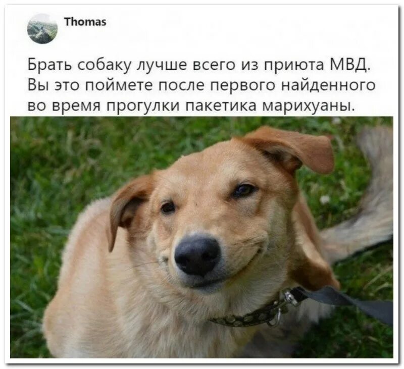 Смешные фразы из пса. Собака улыбака. Шутки про собак. Собаки приколы с надписями. Смешные картинки про собак с надписями.