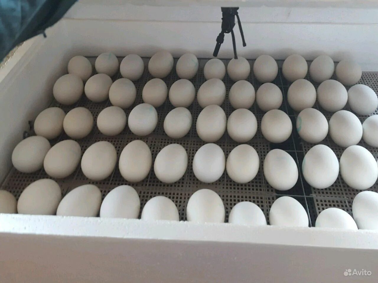 Яйцо инкубационное алтайский край купить. Яйцо гусиное инкубационное. Инкубационное яйцо гусей. Инкубационное гусиное яйцо инкубация гусиных яиц. Инкубация гусиные гусиные яйца.