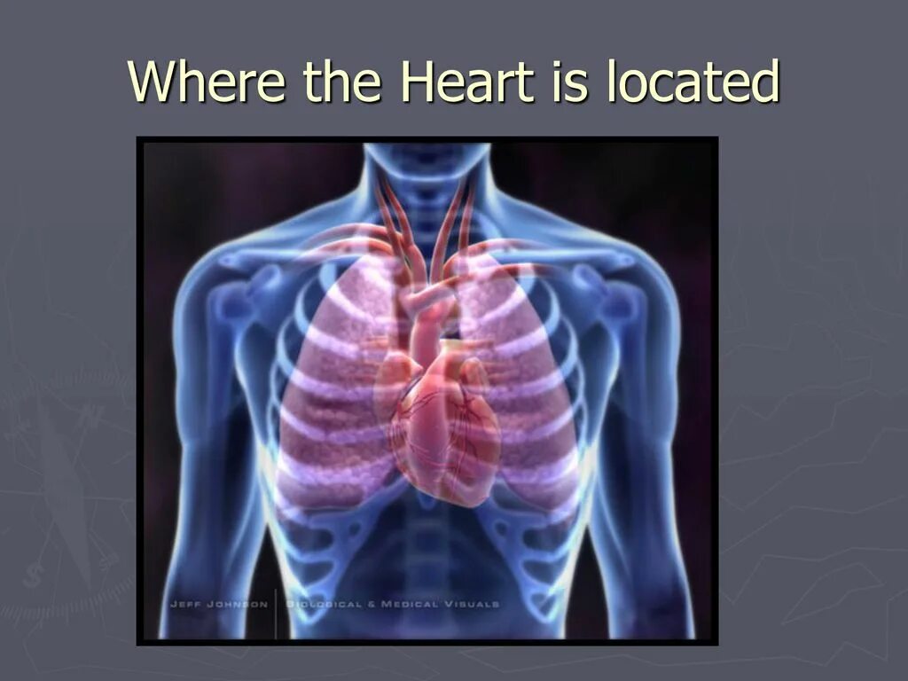 Where the heart is андроид. Where the heart is. location of the heart. where the heart is игра.