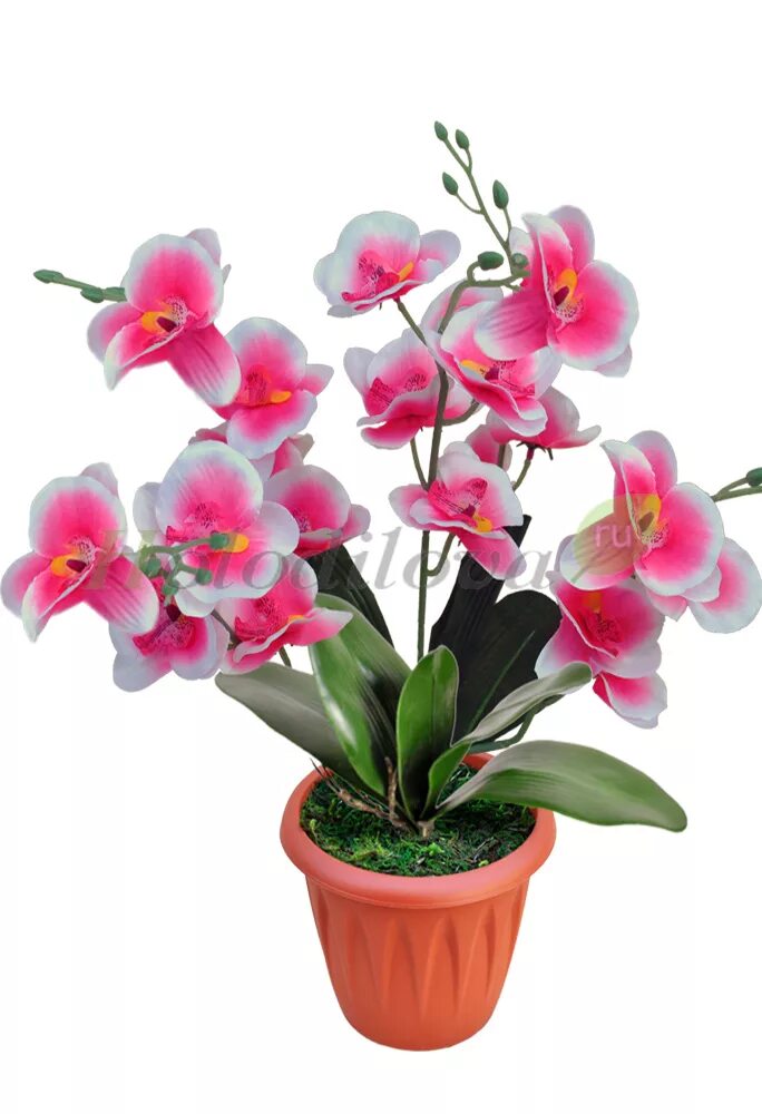 Орхидея queen. Фаленопсис надин. Орхидеи недорого москва. Искусственная орхидея в горшке. Орхидеи недорого москва.