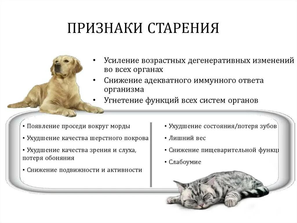 Как понять что кошка заканчивается. Признаки старости у кота. признаки старения кошки. признаки старости. как понять что кот стареет.