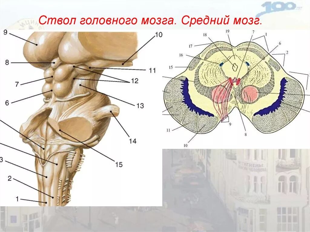 Строение среднего мозга в головном мозге