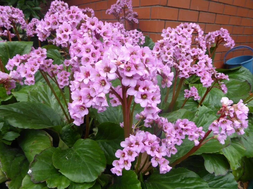 Цветок бадан. Бадан сердцелистный. Бадан толстолистный. Бадан грунт. Бадан толстолистный.