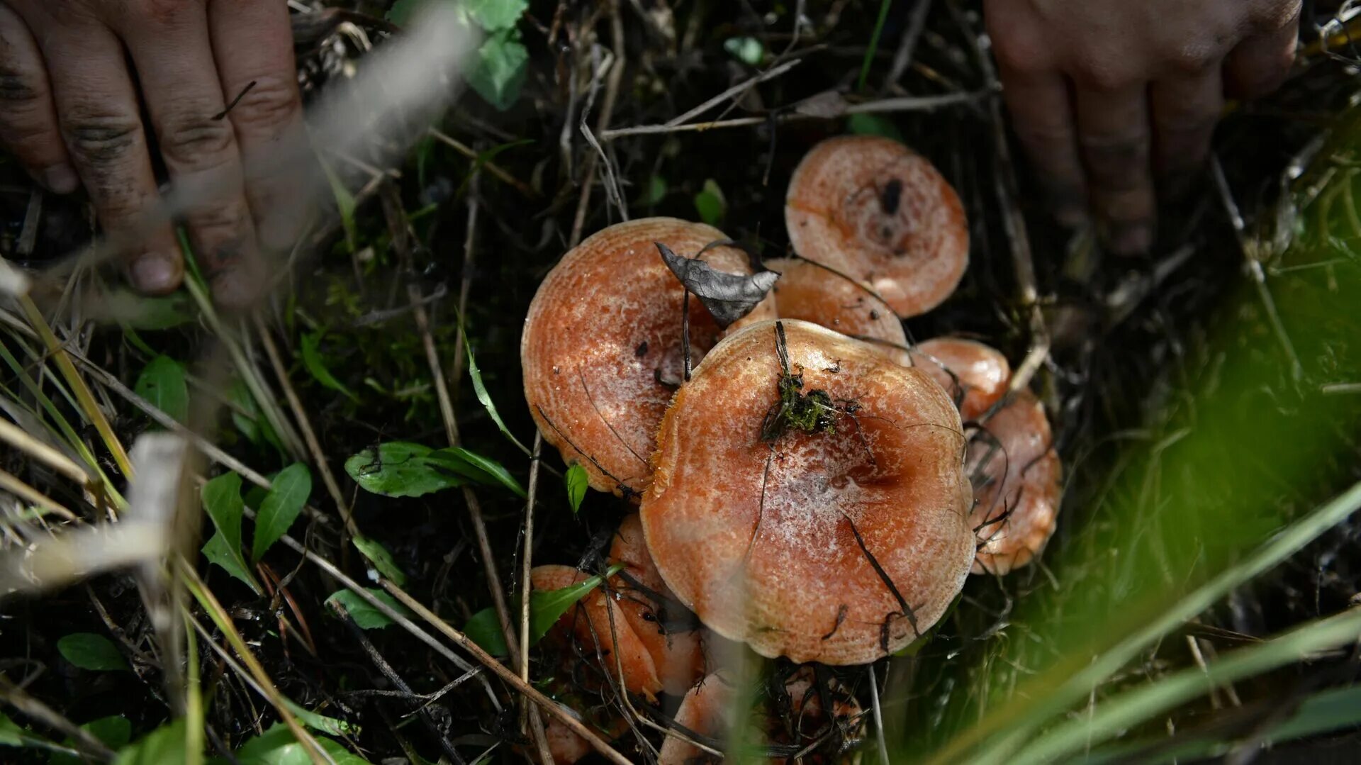 Сколько стоит рыжиков. Рыжики грибы фото. Грибы растущие семьями. Грибы Крыма. Рыжики грибы фото съедобные.