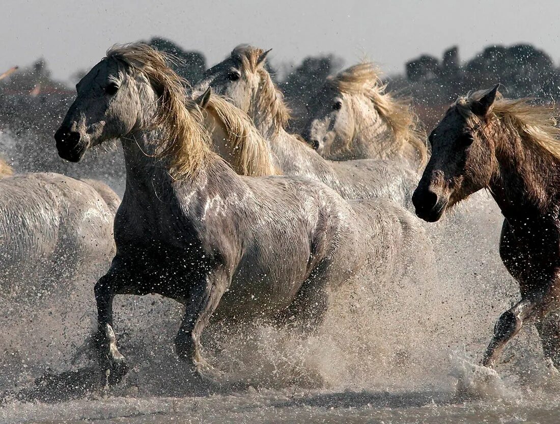 Убегающий конь. Дикие лошади Мустанги в дикой природе. Мустанг одичавшая лошадь. Табун диких лошадей. Табун Аппалуза.