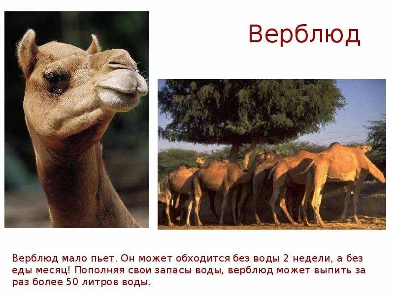 Доклад о куалах. Какое животное не пьет воду. Какое животное никогда не пьет воду. Презентация про куалу. Какое животное не пьет воду.