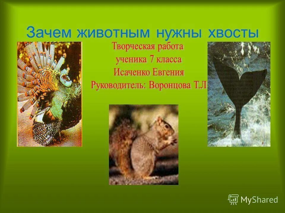 Какие функции у хвоста млекопитающих