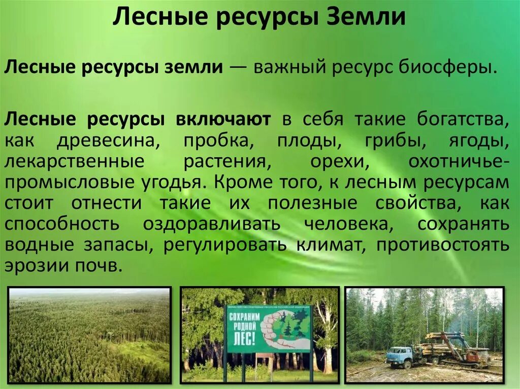 Какими лесными ресурсами богата россия. Природные ресурсы лес. Лесные ресурсы земли. Лесные ресурсы это кратко. Примеры лесных ресурсов.