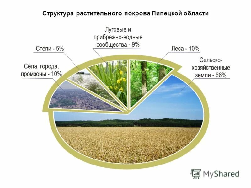 Структура растительного Покрова. Строение растительного сообщества. Понятие растительного Покрова.. Природные сообщества Липецкой области. Участок с растительным покровом