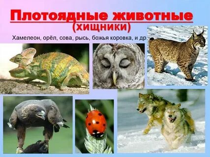 К хищным животным относятся
