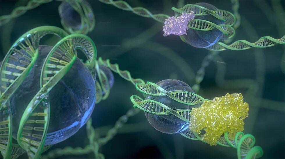 Эпигенетика, генотерапия.. Генная инженерия. Клетка ДНК. ДНК животных.