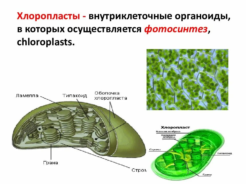 Понятие хлоропласт. Трёхмембранные хлоропласты. Хлоропласты функции. Что такое хлоропласты в биологии 5 класс.