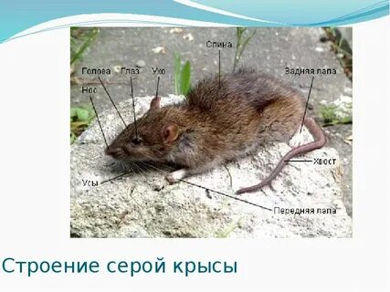Строение мыши
