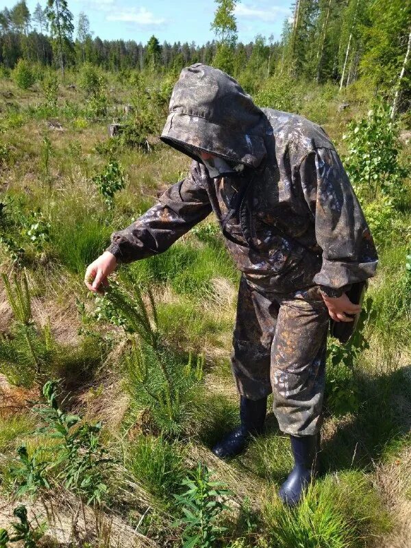 проверка лесничества