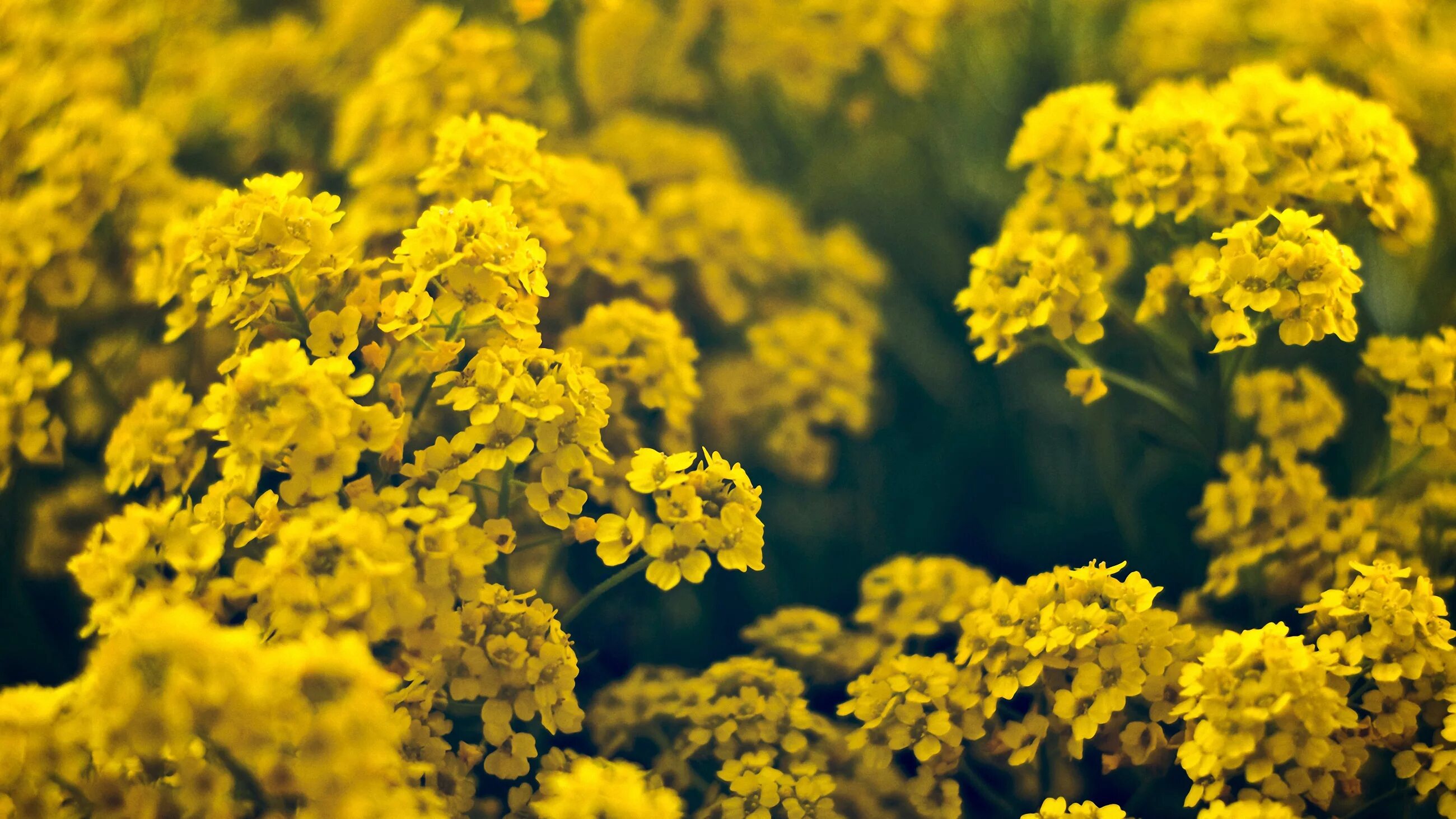 Обои желтые цветы. Жёлтый цветок. Jyoltie cveti. Желтый цвет. Мелкие желтые цветы.