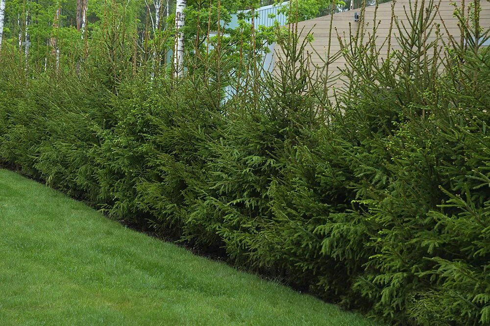 Backyard privacy fence landscaping ideas on a budget (32) our pool Privacy fence