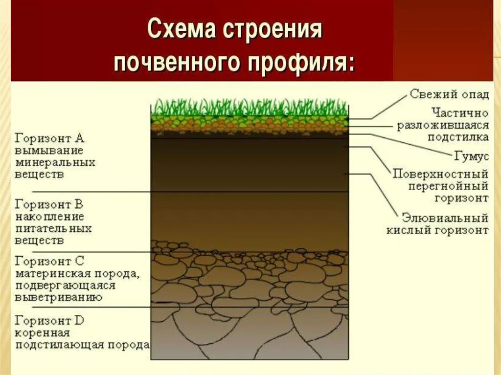 Что такое гумус в географии