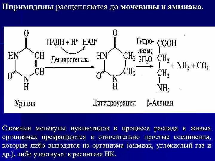 Образование аммиака из нуклеотидов. Распад пиримидиновых нуклеотидов. Процесс распада пиримидиновых нуклеотидов. Образование из пиримидина нуклеотидов.