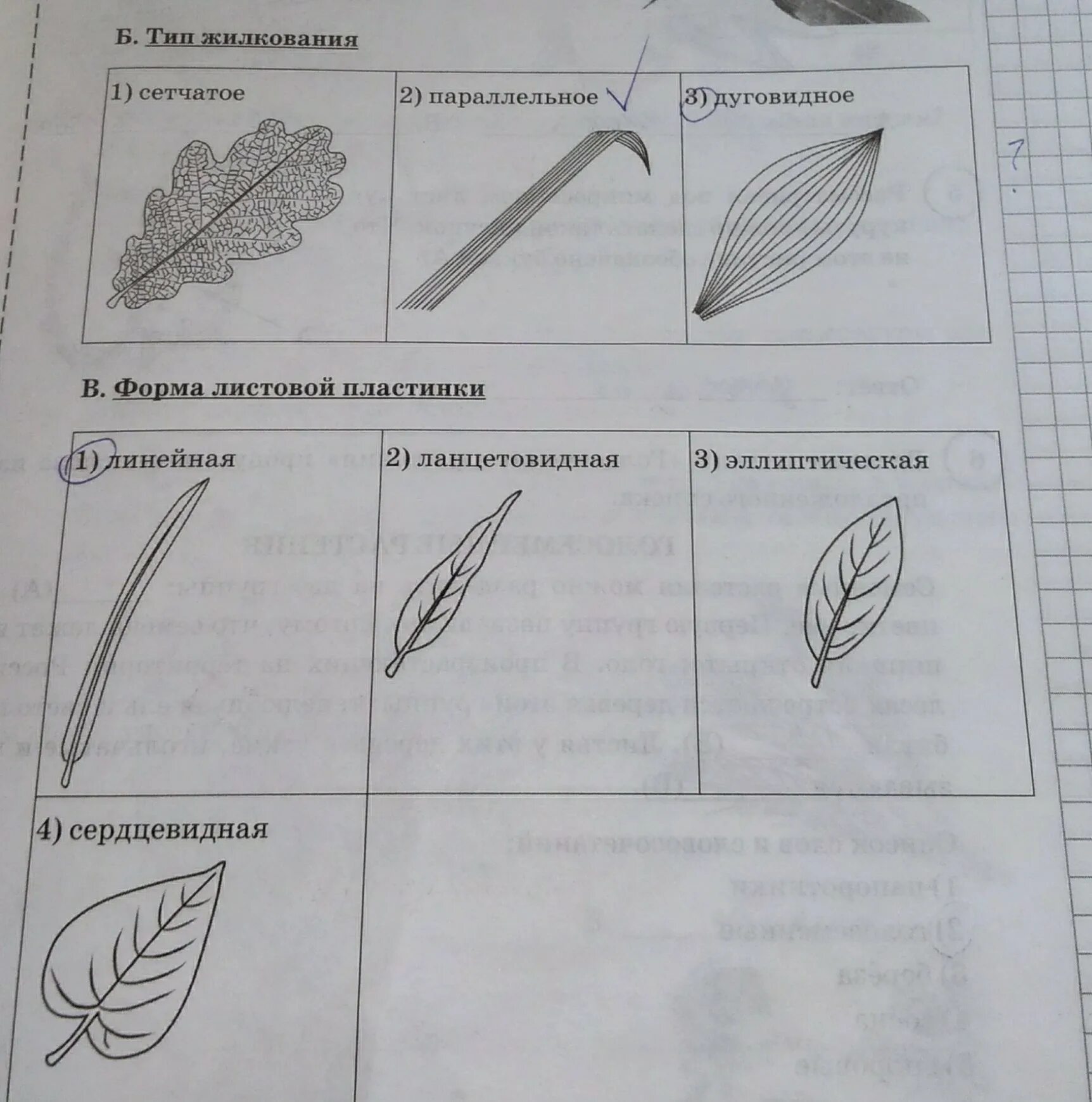 Какое жилкование у листа кукурузы. Форма листовой пластинки кукурузы. дуговидное жилкование листа. типы жилкования листовой пластинки листовой. лист кукурузы жилкование.