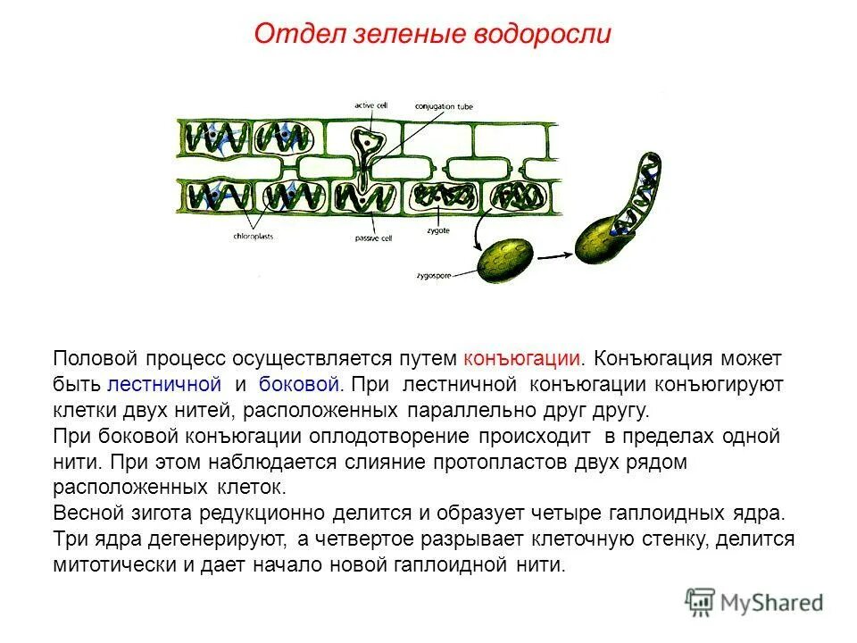 Конъюгация спирогиры. Конъюгация водоросли спирогиры. Вегетативное размножение спирогиры. Улотрикс конъюгация. Отдел зеленые водоросли.