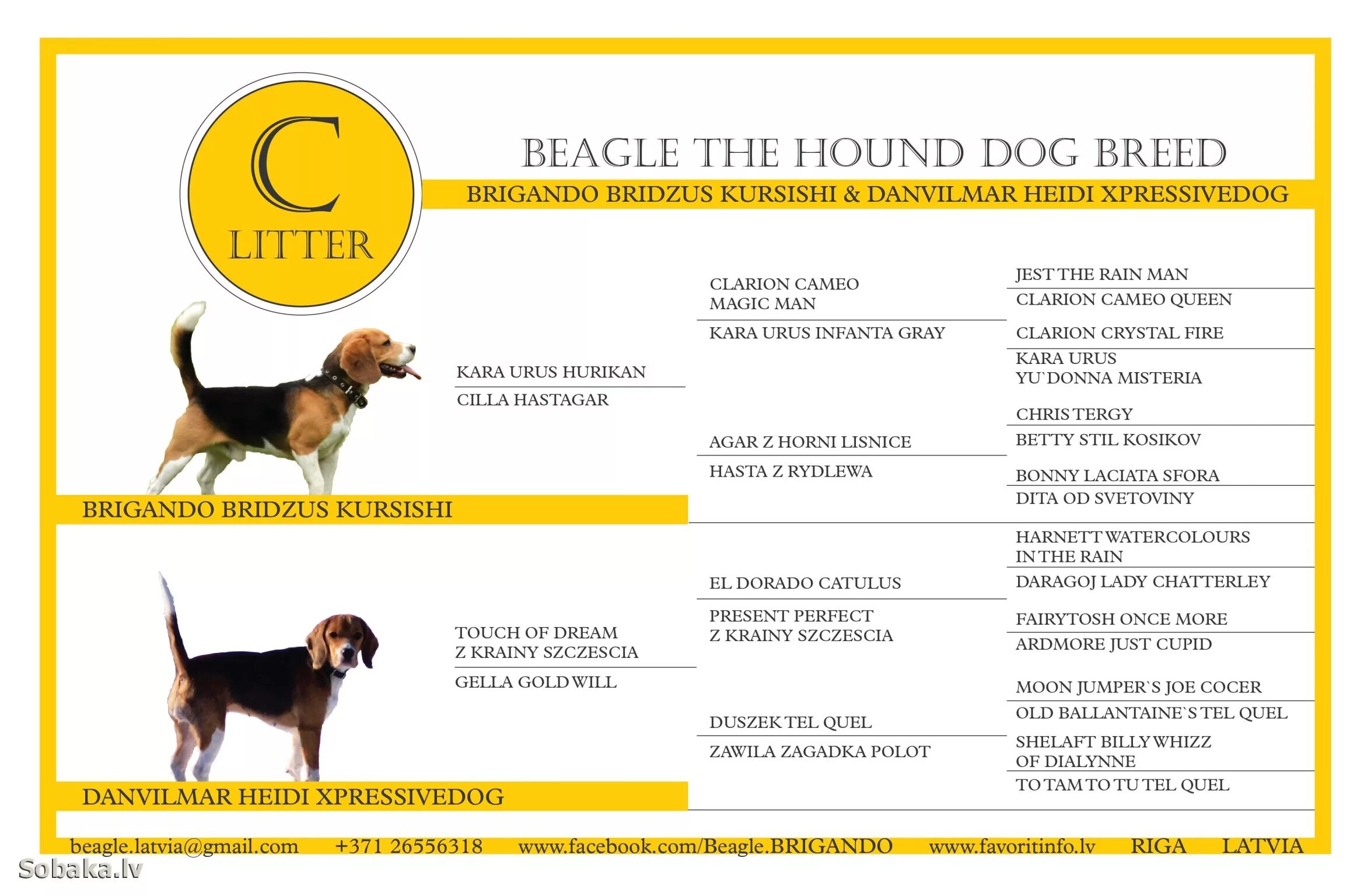 порода бигль харьер карликовый.