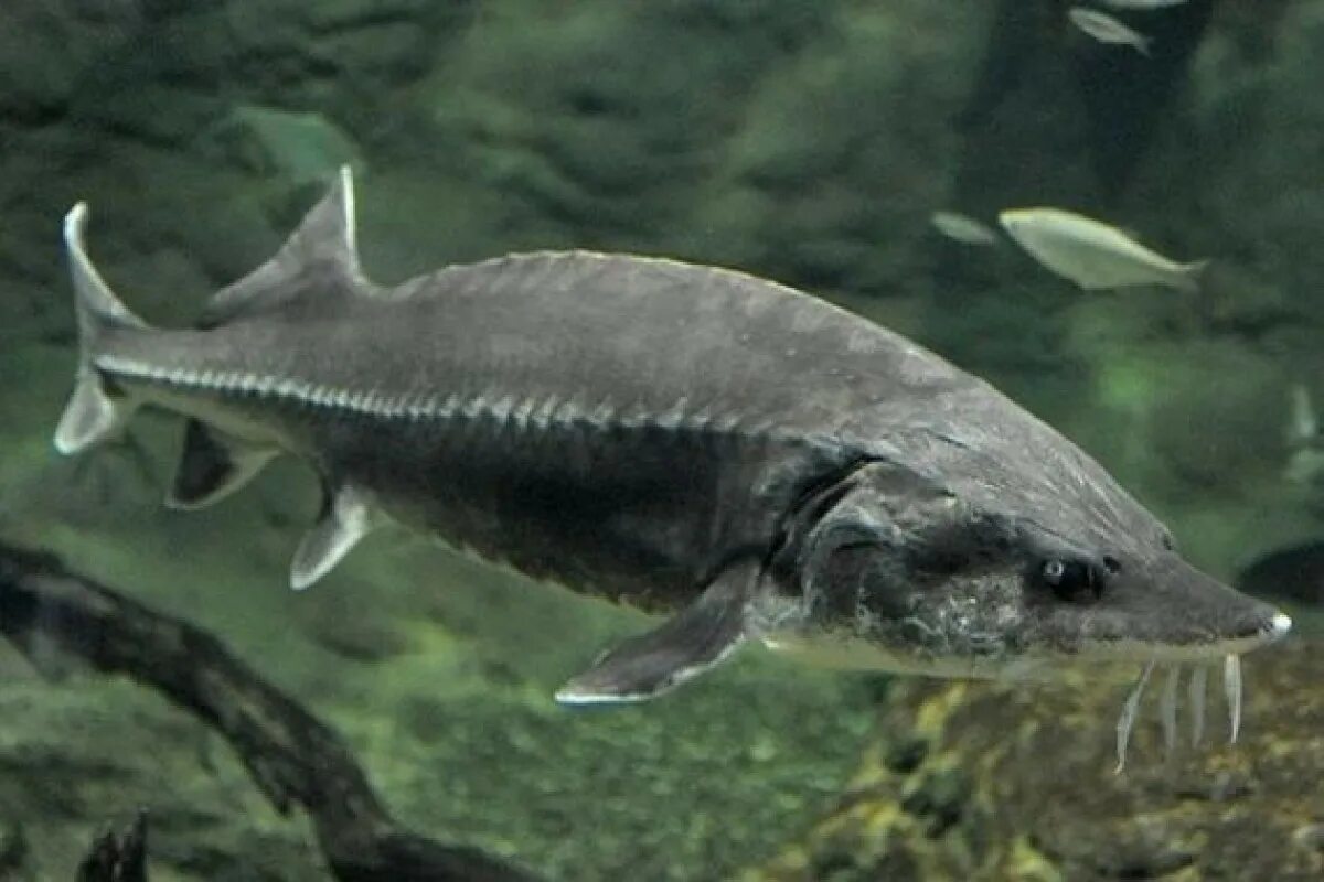 Осетр гибрид. Севрюга (acipenser stellatus). Бестер гибрид белуги и стерляди. Бестер (рыба). Бестер (рыба).