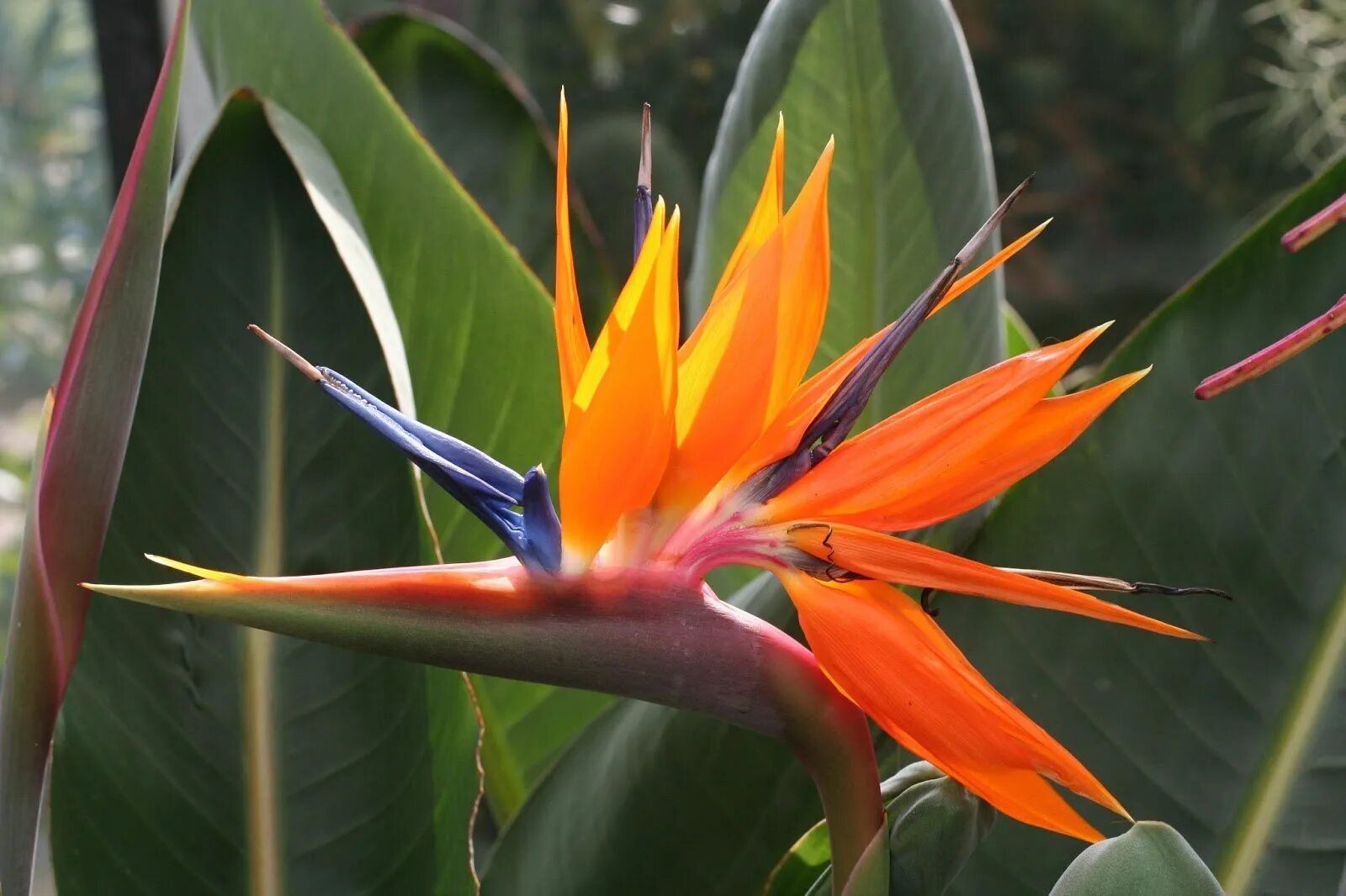 Стрелиция как быстро растет. Стрелитция королевская. strelitzia reginae стрелиция королевская. стрелиция reginae королевская.