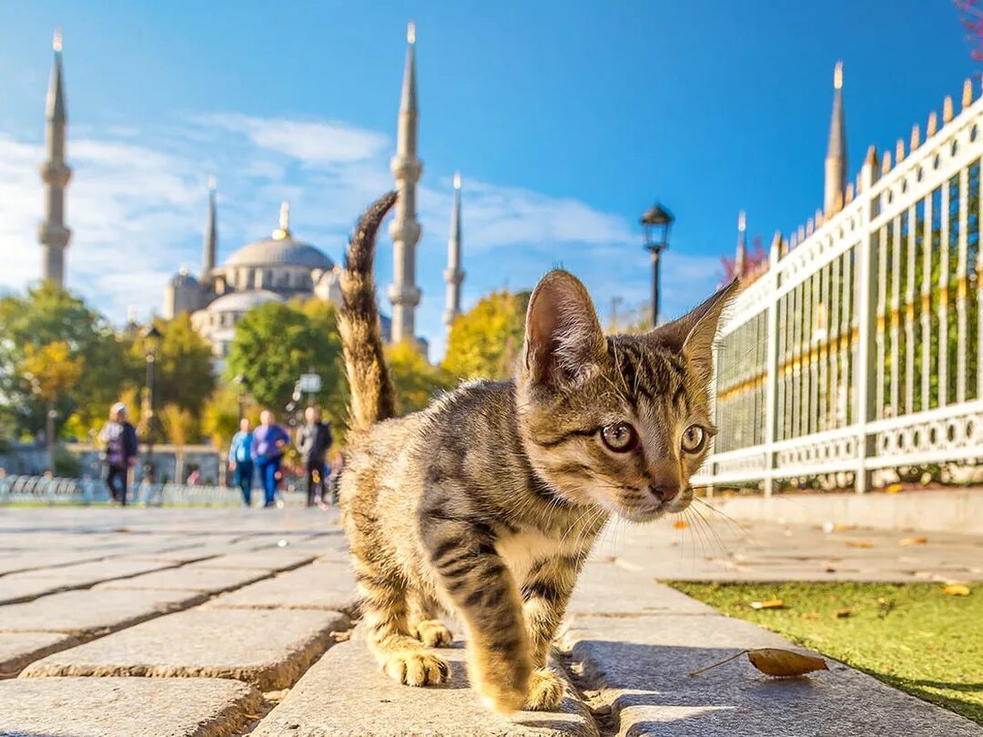 Turkey cats. Кошки в Стамбуле. Город кошек. Стамбул кошачий город. Город кошек в Турции.