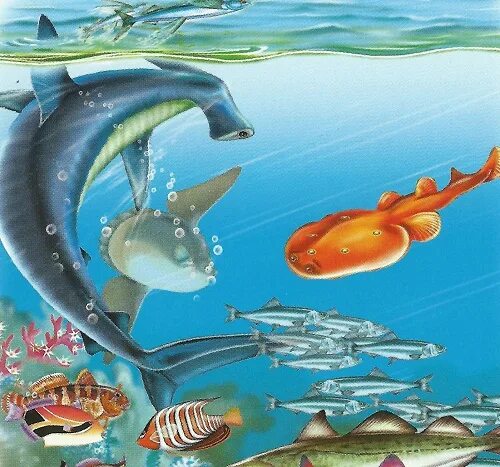 хрящевые рыбы скаты. рыбы родственники акул. рыбы родственники акул. родственные акулам. акула вегетарианец.