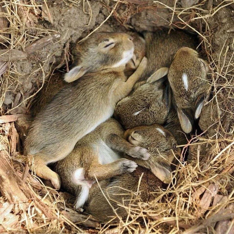Заяц Русак с зайчатами. Зайчата в лесу. Какое животное рождает