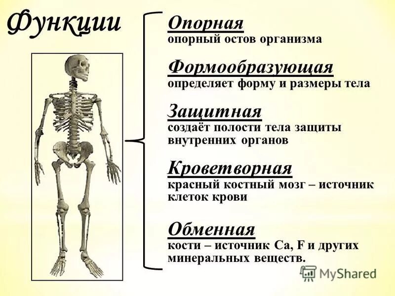 Функция скелета организма. Опорно двигательная система скелет человека анатомия. Опорно-двигательная система человека функции строение и функции. Строение и органы опорно двигательной системы. Опорно-двигательная система состав строение и рост костей.