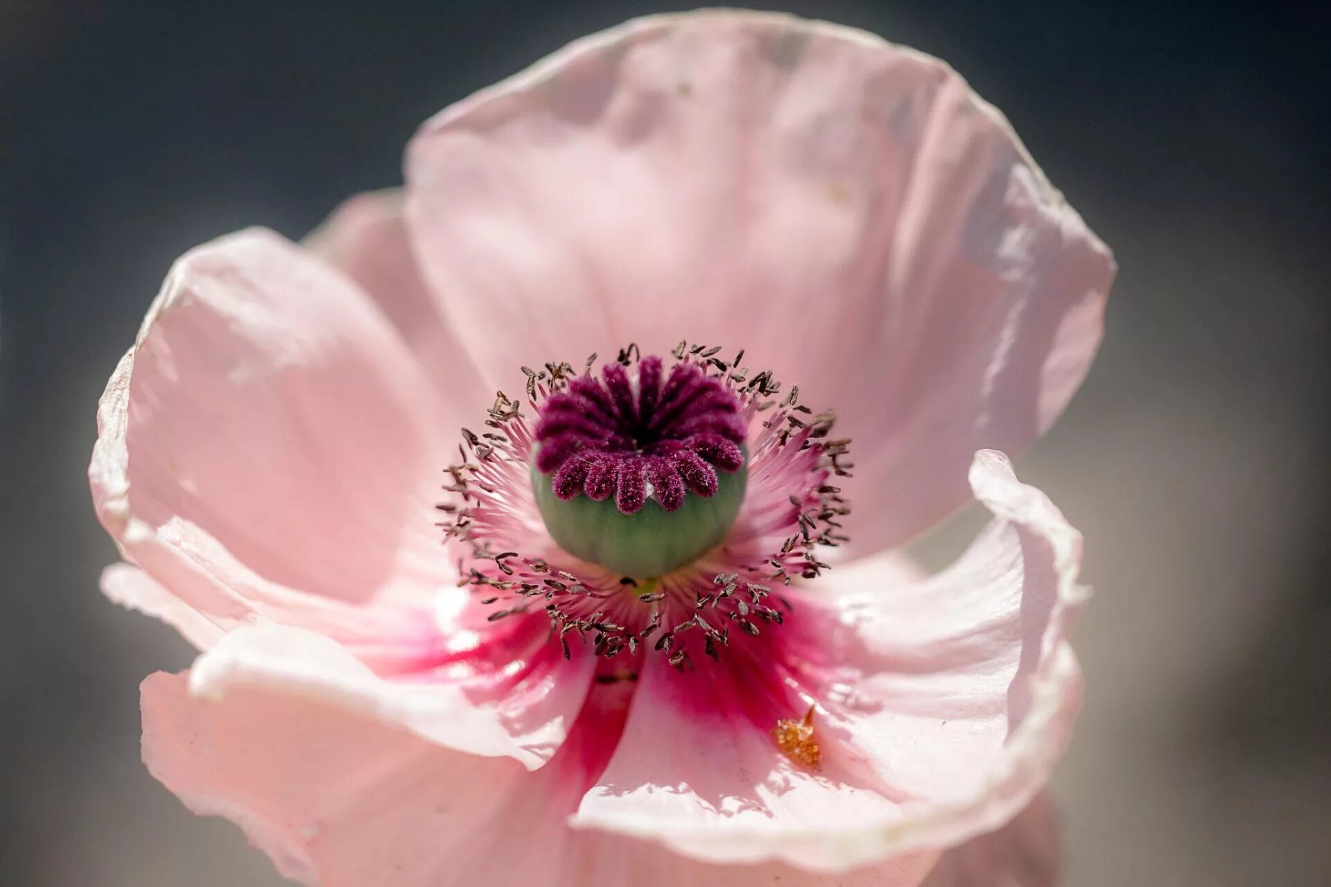 Розовый мак 2. Мак papaver розовый. мак анемон лютик. тычинки анемона. цветы макросъемка.