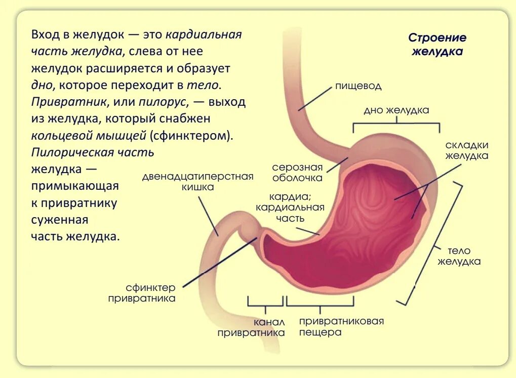 Строение желудка пищеварение в желудке. Строение желудка анатомия кратко. Строение и функции желудка кратко. Желудок строение желудка. Стреонре желудка.