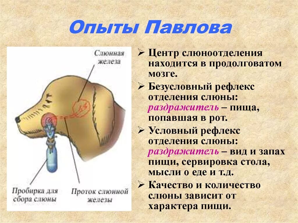 Механизм слюны. Опыт Павлова условный рефлекс. Собака Павлова безусловный рефлекс. Условные и безусловные рефлексы собака Павлова. Безусловный рефлекс опыт Павлова.