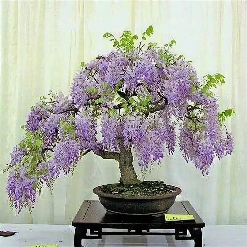 Growing and caring for a Bonsai tree Wisteria tree, Tree seeds, Bonsai tree