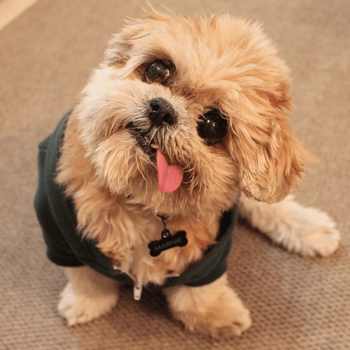 Породы собак 2025. Marnie shi tzu. модные породистые собаки. самые модные породы собак. модные породы собак 2025 маленьких.