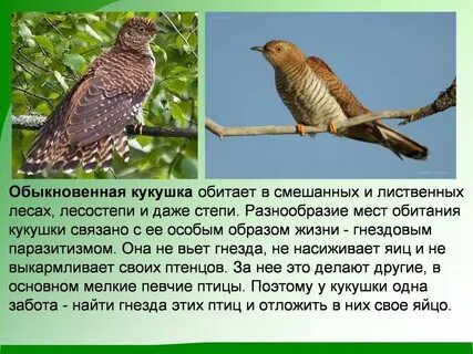 Лесные птицы описание