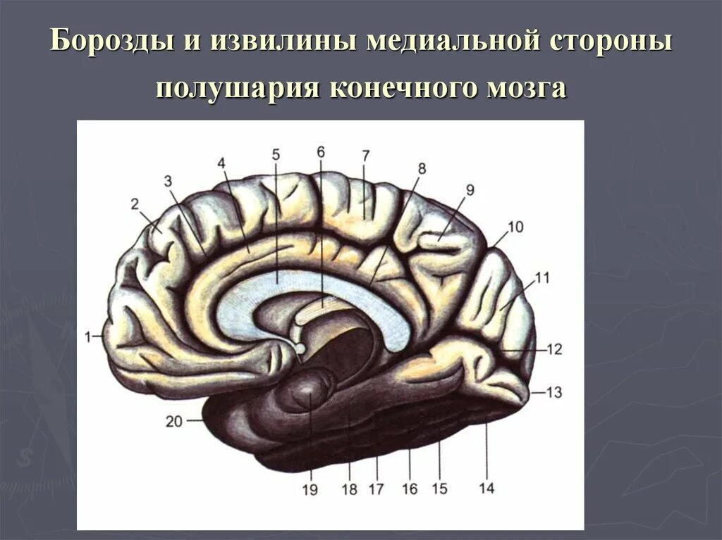 2 поверхности головного мозга. Медиальная поверхность полушария конечного мозга. Конечный мозг анатомия медиальная поверхность. Борозды на медиальной поверхности полушарий большого мозга. Конечный мозг борозды и извилины.