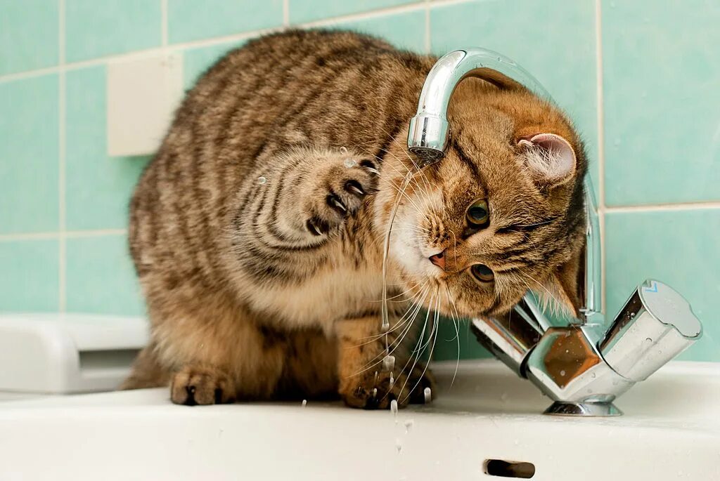 Кот под краном. Котенок умывается. кошка смешно умывается. кот пьет воду из под крана. котик умывается в раковине.