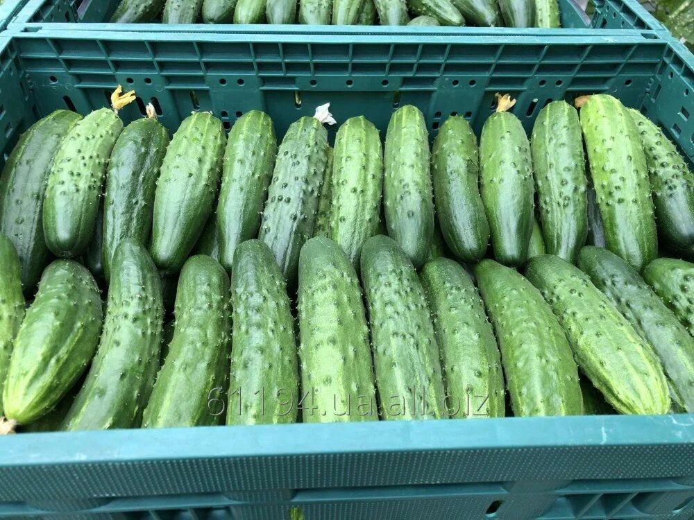 Продаются огурцы. Продам огурцы свежие. Продам огурцы свежие. Продам огурцы. Продам огурцы свежие.