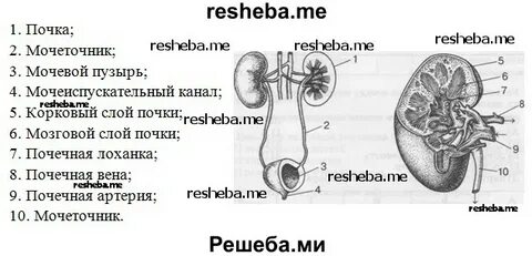 Тест по биологии 8 класс мочевыделительная система