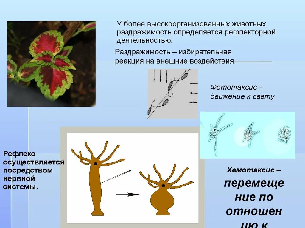 Раздражимость и движение биология 6 класс. Раздражимость растений 5 класс биология. Раздражимость свойство живых организмов. Раздражимость у многоклеточных организмов.