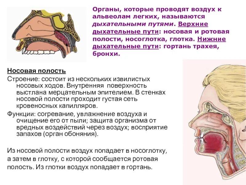 В полости носа происходит. Носоглотка и глотка строение и функции. носовая полость и носоглотка. в носовой полости воздух. носоглотка дыхательные пути.