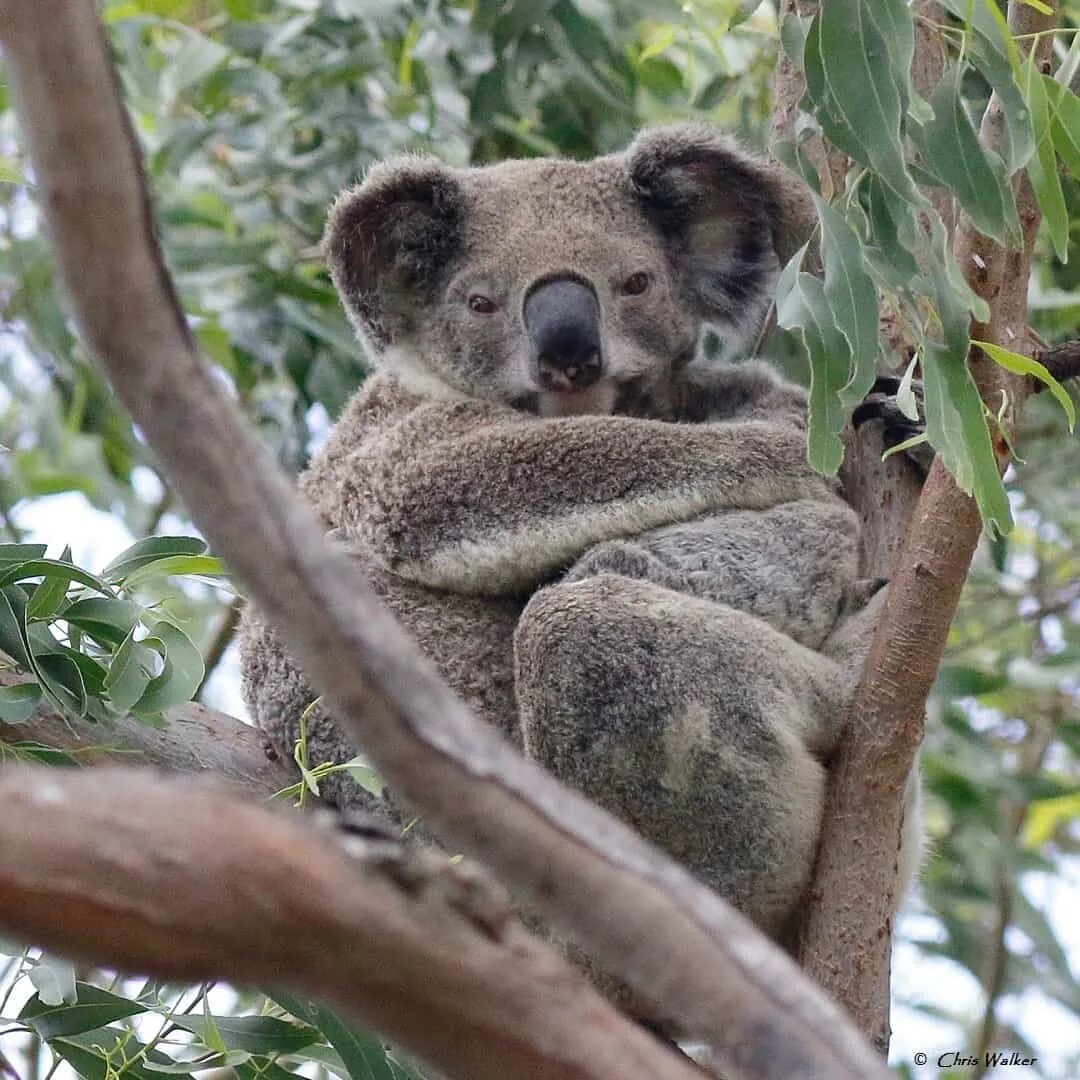 Коала на бамбуке. Бурая коала. Коала хищник. 4 Коалы.