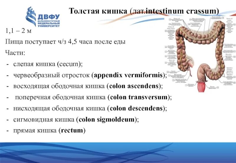 Слепая кишка части. Толстый кишечник слепая кишка. Толстая кишка intestinum crassum.