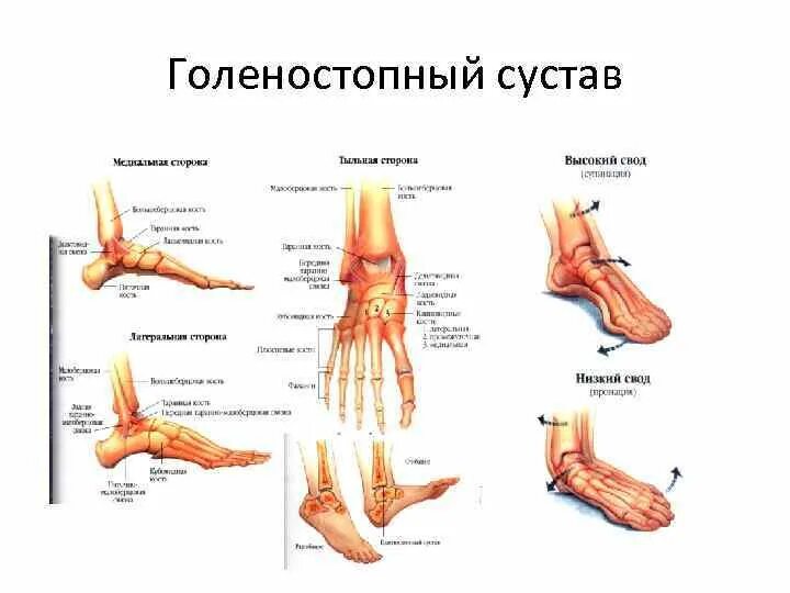 Строение стопы и голеностопного сустава анатомия. Голеностопный сустав суставы. Кости стопы голеностопный сустав. Голеностопный сустав классификация сустава. Голеностопный сустав суставы.
