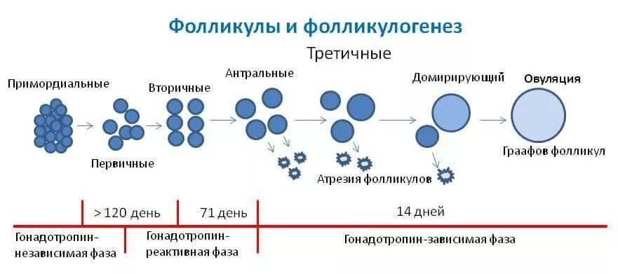 Фазы созревания яичников. Схема развития овариального фолликула. Стадии развития фолликула схема. Стадии созревания яйцеклетки. 17 фолликулам