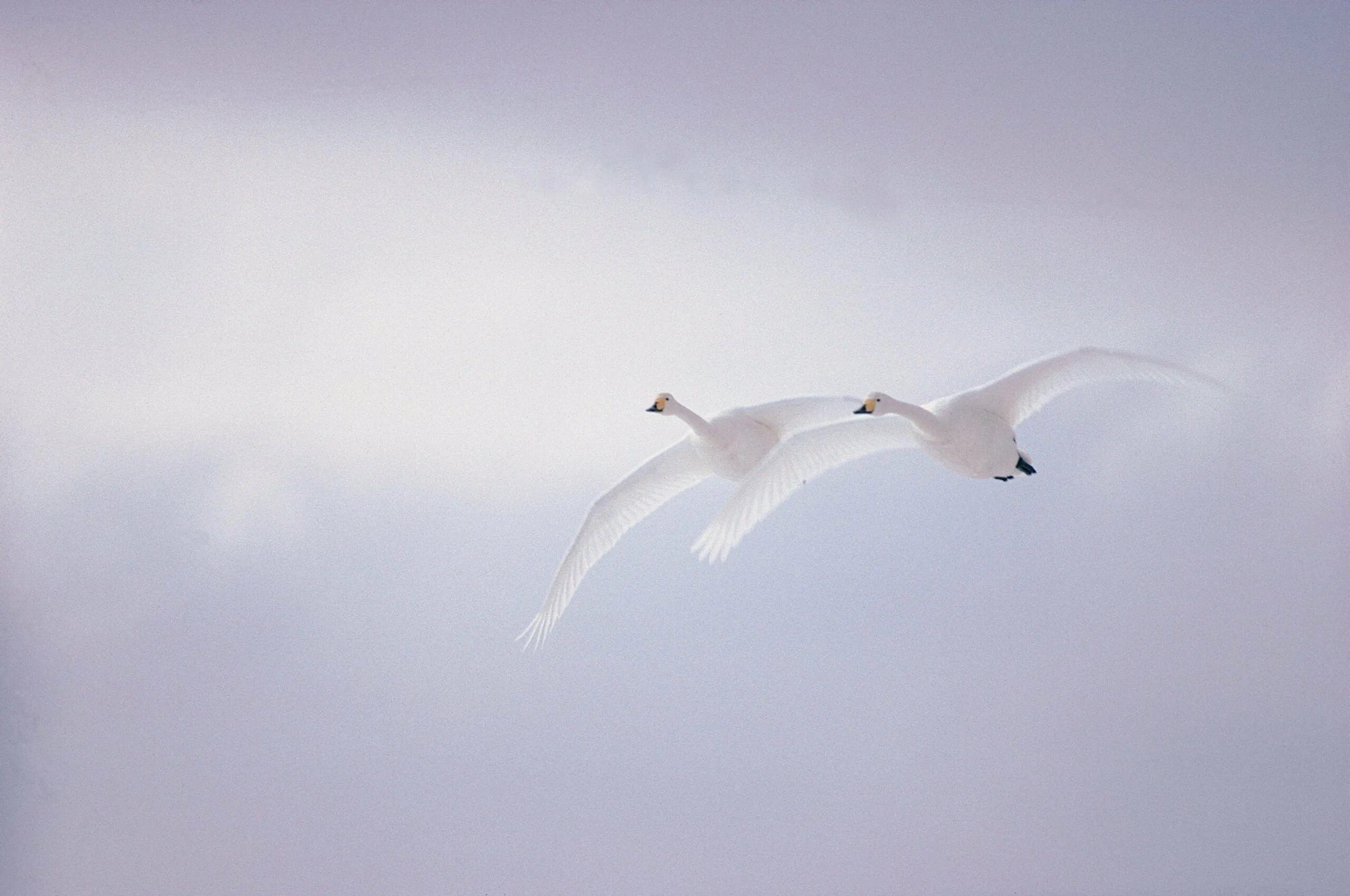 Полет белых лебедей. Лебеди в небе. Две птицы в небе. Лебеди летят. Полет лебедя.
