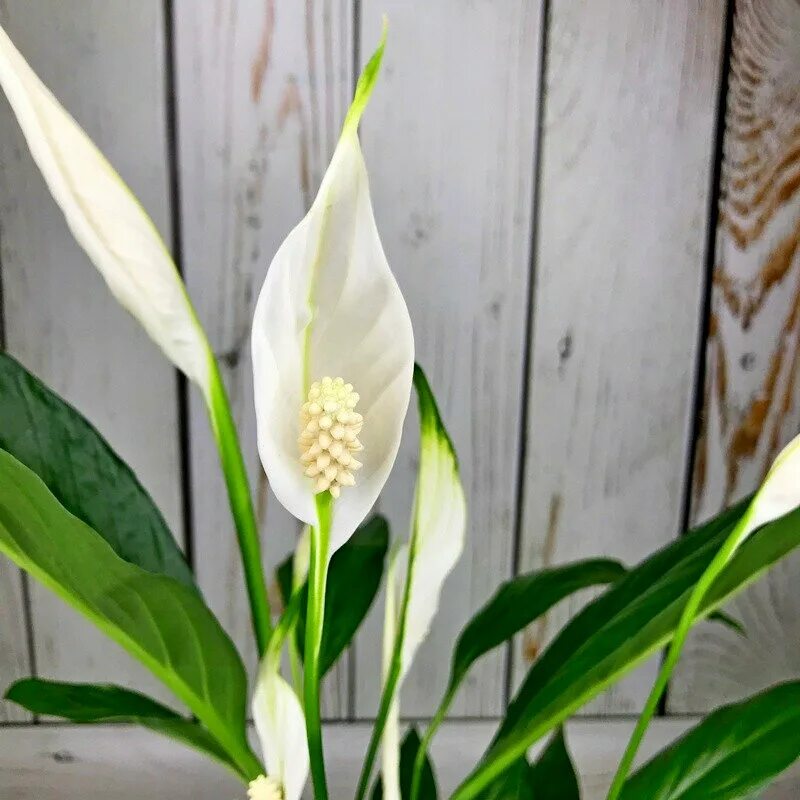 спатифиллум чопин. спатифиллум сорт шопен. спатифиллум шопен ультимо. спатифиллум лауретта. спатифиллум шопен.